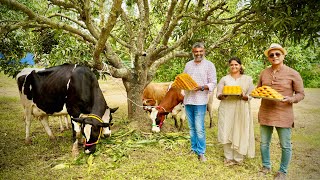 From Pure Organic Milk To Fresh Mithai! The INDIA SWEET HOUSE Story! Unique Farm To Store Tradition