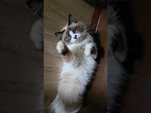 Female Cuteness Overload Cat says Good Morning Meow Meow!!