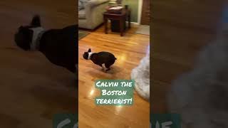 BOSTON TERRIER~AMAZING ZOOMIES! #shorts