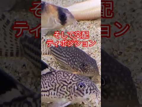 [熱帯魚]　知ってたァ〜　コリドラスはめったに他の種類のコリドラスとは交配はしない❢