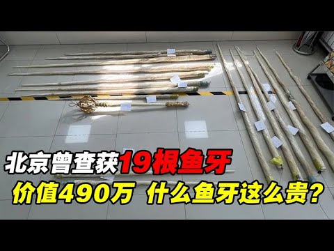 北京曾查获19根鱼牙，售价高达490万，什么鱼的牙齿这么贵？