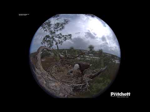 Southwest Florida Eagle Cam - 360