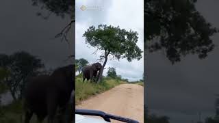 hathi wala video 🦣🐘#trending#viral #animals#cartoon#tiktok#gana#live#hathiraja#funny😂#shorts#sarita