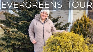 Garden Tour Evergreen Hinoki Cypress, Blue Atlas Cedar, Weeping Norway Spruce, Fire Chief Arborvitae