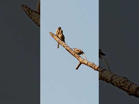 Cute birds pair #shorts#viral#cute#sparrows#funny