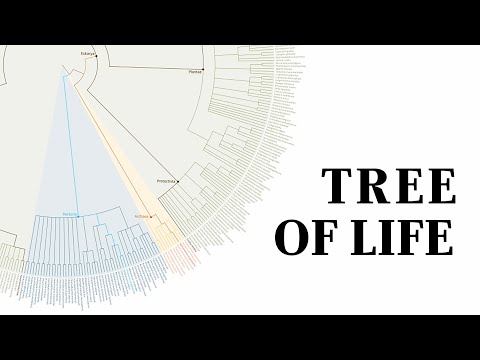 What is a Tree of Life?