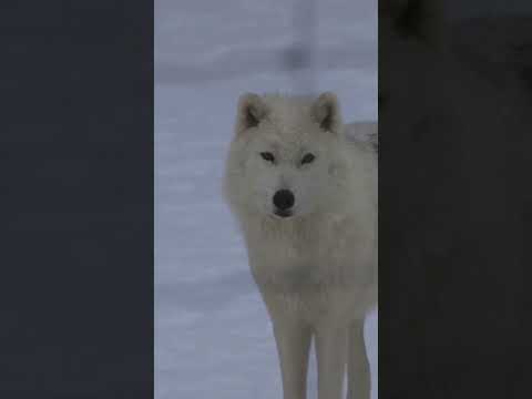 Arctic Wolf: Facts You Need to Know! #wildlife #wolf #arcticwolf