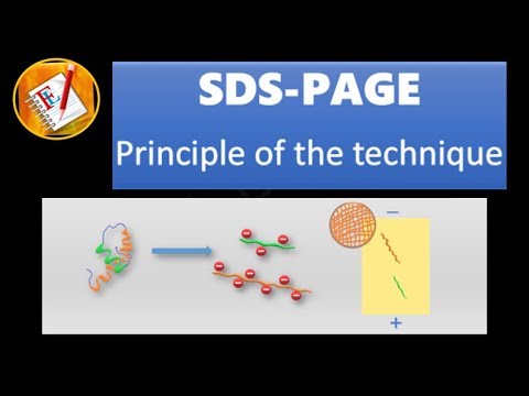 SDS - PAGE