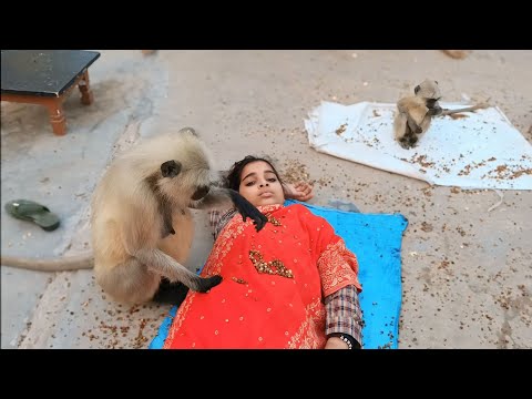 बंदर | Bandar | Monkey | Bandar Ki Comedy | Monkey Video | Monkey Sounds | बंदर वाला