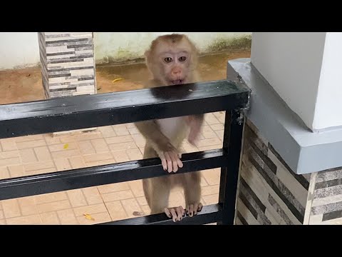 Cute Baby Boy Play in front of the house Look is very happy