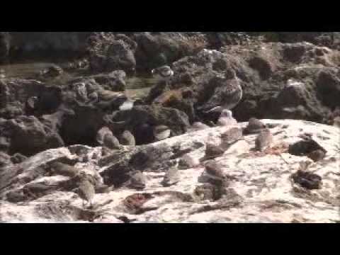 Shorebird Flock at Maho Bay, St. Maarten