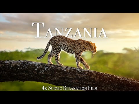 Tanzania & Serengeti 4K - Scenic Wildlife Film With African Music