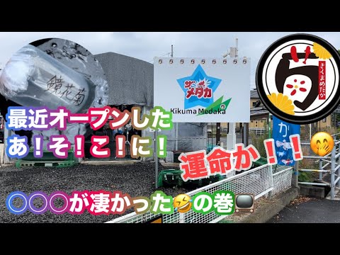 (メダカ)なんとなんと菊間メダカさん発見！好きな体外光をまじかで運命かな？？つれて帰るぞー🤩