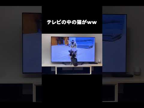 テレビの中の猫がwww #保護猫 #子猫 #kitty