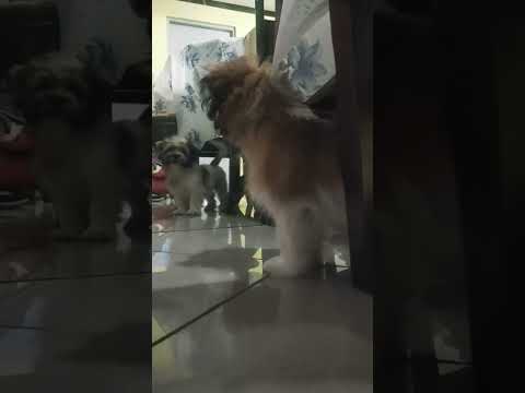 Naku inaway na ang sarili nya, Mas cute ba sayo king #doglover #puppy #barking