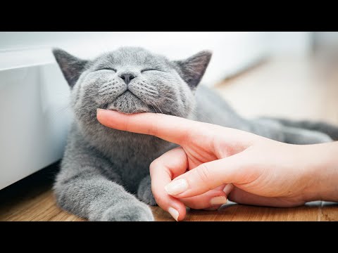 11 Hours Of Music For Cat to Fall Into Deep Sleep🐈Stress Relief♬ Heal Stress For Cat Soothing Piano