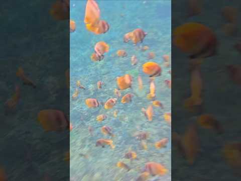 이거보러 발리 스노우쿨링 하러 옴🫠 Snorkeling in Bali