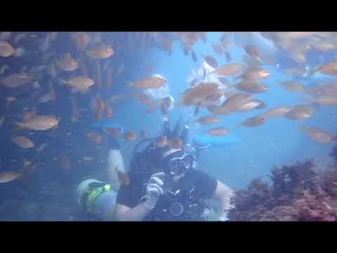 07192020 Encountering school of fishes