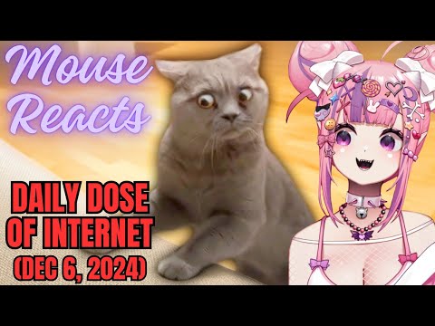 Ironmouse Reacts to Daily Dose of Internet (The Best Cat Videos of The Decade)