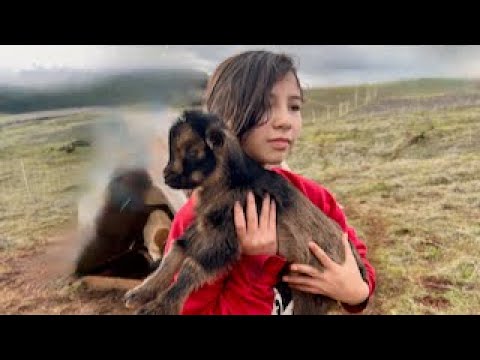 Nessa and Her Sister Playing with Baby Goats