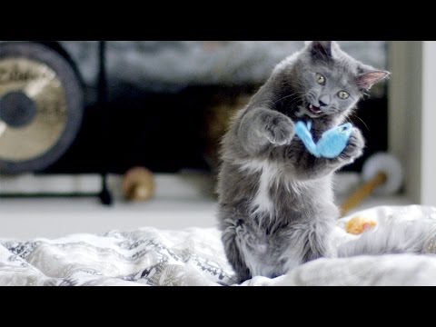 Cats Play With Toys In Epic Slow Motion