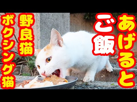 ボクシング猫と警戒心の高い野良猫にご飯あげたら・・・ さくらねこと野良猫への給餌