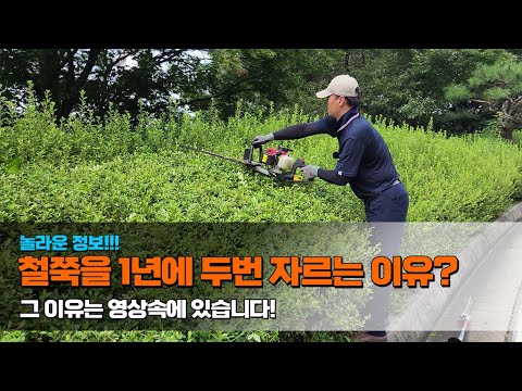 놀라운 정보! 철쭉을 1년에 두번 자르는 이유? 그 이유는 영상속에 있습니다.. trimming the shrubbery beautifully