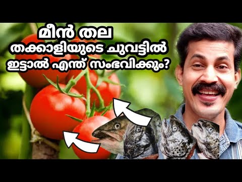 തക്കാളി വേനൽക്കാലത്ത് ഇങ്ങനെ നട്ടാൽ വിളവ് ഇരട്ടിക്കും Tomato farming Thakkaly krishi Btech mix media