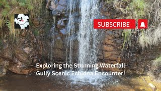 Exploring the Stunning Waterfall Gully Scenic Echidna Encounter!  #Echidna #ScenicHike  #Wildlife