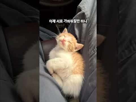 항상 허벅지 사이로 들어와 잠을 자요 #고양이 #cat #고양이일상