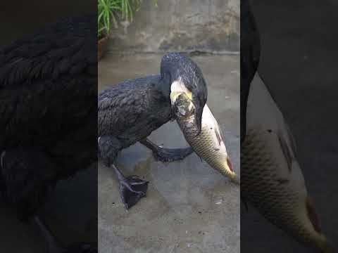 cormorant eating big fish