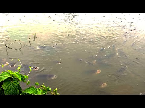 ঠাণ্ডা পানিতে কাতলা মাছের মজা | Beautifully Fish Video Pond | pond fish video