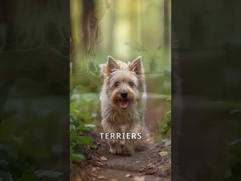 Cairn Terrier: The Ultimate Playful Companion!