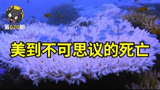 9.0高分纪录片！美到不可思议的死亡，我们却浑然不知！《追逐珊瑚》| 看电影了没