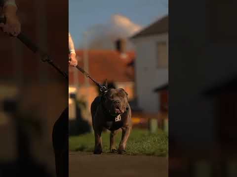 #rotweiler vs pitbull#shortvideo #viralvideo