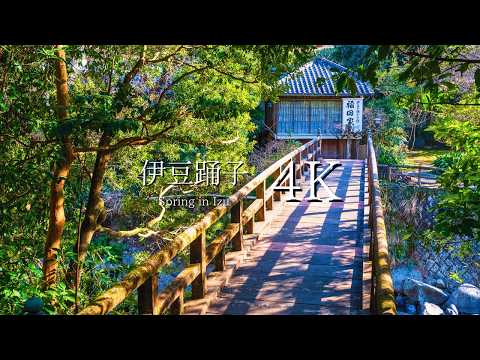 [Dancers of Izu] Visit Yugano Onsen Village in spring - JAPAN in 4K