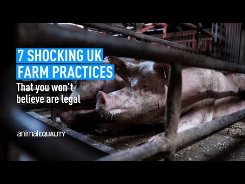 7 Shocking UK Farm Practices You Wont Believe are Legal