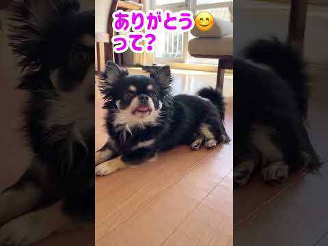 嬉しいコメントをうちのチワワに伝えてみた！#shorts #チワワ #dog #chihuahua #cutedog#funnydogs #animals