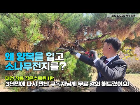 왜 양복을 입고 소나무전지를? 대전 장동 작은수목원1탄/ 3년만에 다시 만난 구독자님께 무료 강의 해드렸어요!  I taught you how to prune a pine tree