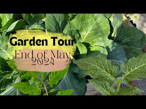 Urban Garden Tour in May - Hoping for TONS of Tomatoes #gardening