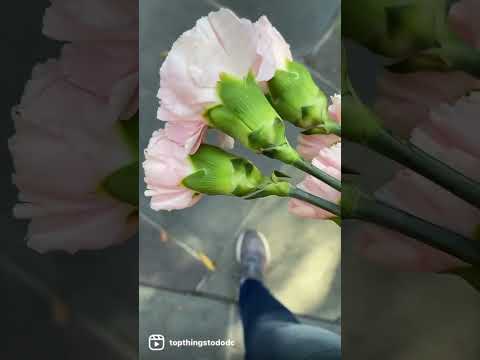 Laying a flower at the Tomb of the Unknown Soldier at Arlington Cemetery #shorts