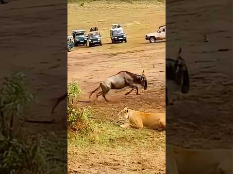 Don't Wait For Opportunities || Wildlife Attack || #lion #wildlife #trending #shortsvideo #shorts