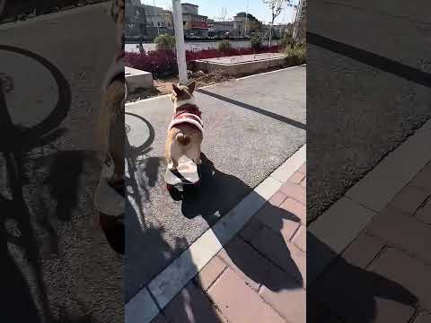 #corgi are #smartdogs ，#skateboarding is easy for us #skateboardingdog