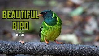 Wildlife Video- Beautiful Bird #Shorts