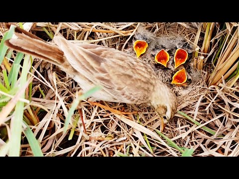 Small baby pipits are looking hungry and mother searching some food near nest @BirdPlusNest