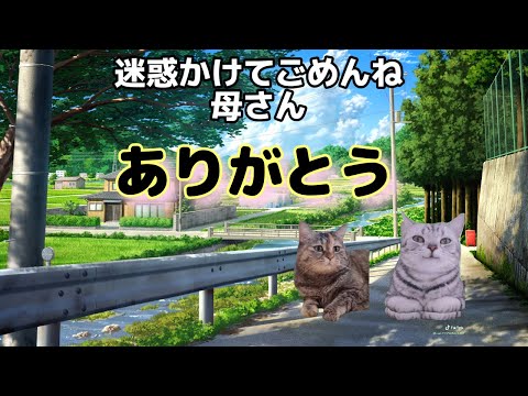 【母の日ストーリー】PayPayと母に救われた話【猫ミーム】