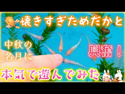 【メダカ】中秋の名月に🎑懐きすぎためだかと本気で遊んでみた🐟大興奮おばば🤣#戯れ#飼育#可愛い#ビオトープ#暑さ寒さも彼岸まで#秋のメダ活