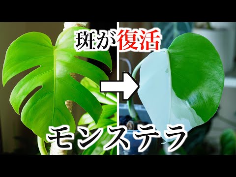 【斑入りモンステラ】挿し木で斑が復活！スゴイの出たぞ！