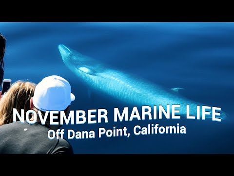 WHALES & DOLPHINS You Could See in NOVEMBER off Dana Point, CA 🐳🐬