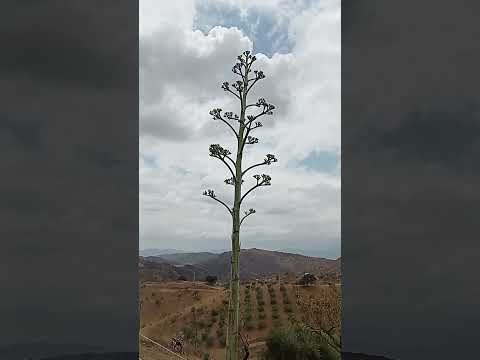 agave flowering and reproduction @MavialHomeGarden #gardening #plants #permaculture